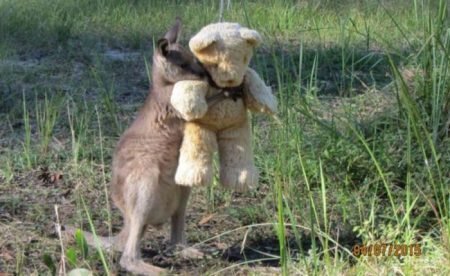 Canguru é resgatado e abraça urso de pelúcia para superar a perda da mãe