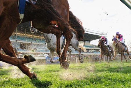 Cavalos foram explorados