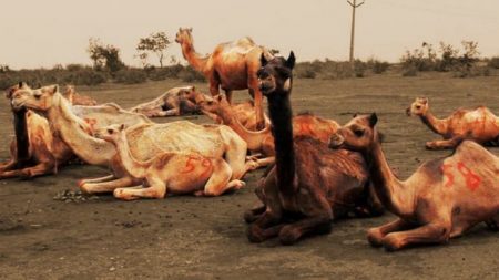 Camelos resgatados que seriam mortos em festival