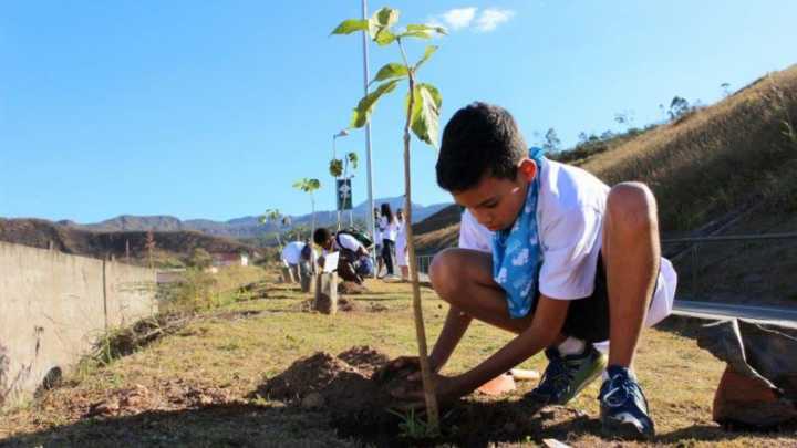 Nesta primeira etapa foram plantadas mudas de ipês roxos e amarelos