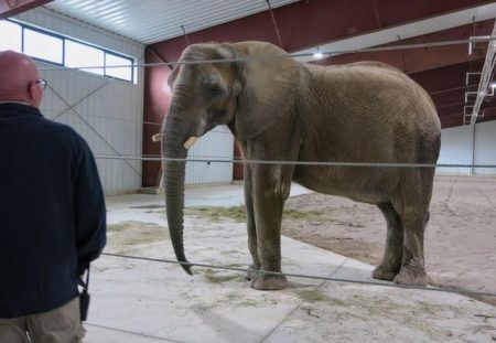 Elefanta foi forçada a se separar de bebê em zoológico