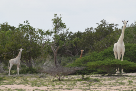 As girafas brancas, vistas no Quênia, são consideradas raras