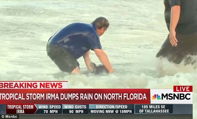 Bebê golfinho volta ao mar com ajuda do jornalista Kerry Sanders