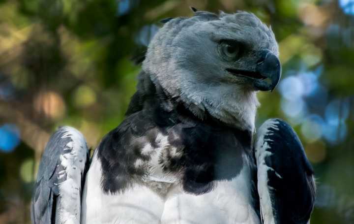 Com longas asas listradas, harpia vive em florestas tropicais entre o sul do México e o norte da Argentina, e na Amazônia