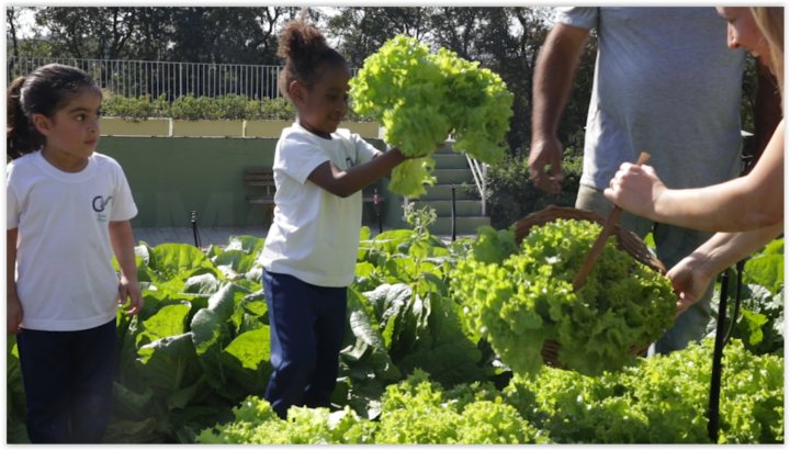 O projeto Escola Verde Social existe há dois anos em Jundiaí (SP) e produz cerca de 650 quilos de hortaliças por mês