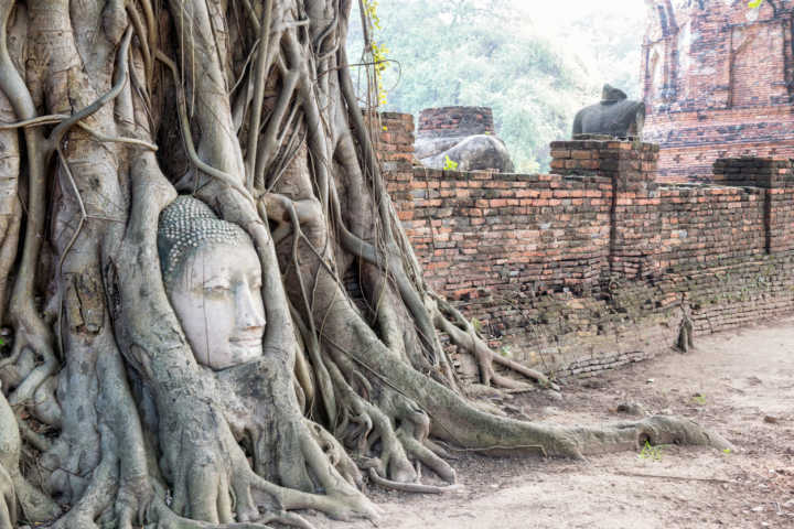 Wat Phra Mahathat, um dos templos de Ayutthaya, tem ma das mais curiosas estátuas de buda em toda a Tailândia