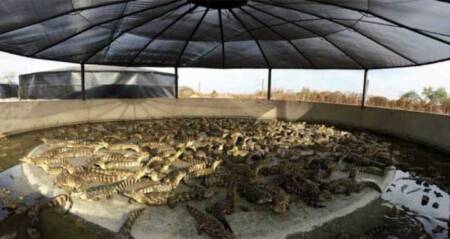 Jacarés criados em cativeiro vivem em ambiente inadequado, longe da natureza