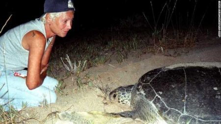 Tartarugas estão sendo salvas por uma protetora de animais