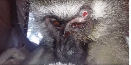 Macaca  foi baleada no rosto duas vezes por uma arma de pressão