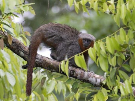 Macaco zogue-zogue-rabo-de- fogo é uma das espécias ameaçadas de extinção