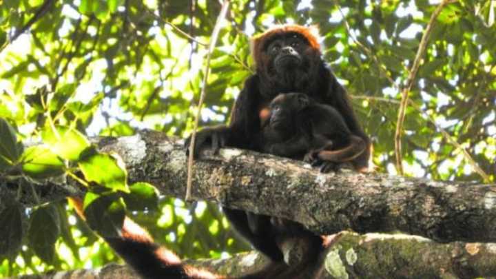 Os bugios estavam extintos da Floresta da Tijuca há mais de 100 anos