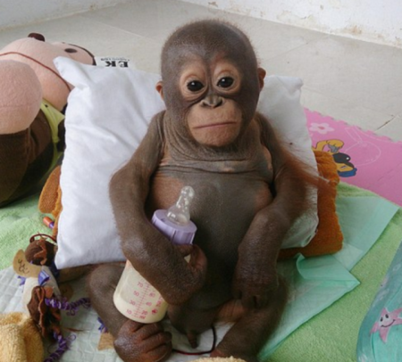 O orangotango se recuperou totalmente das sequelas deixadas pelos maus-tratos