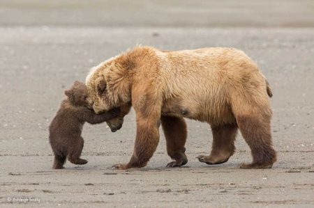 Abraço de urso