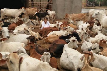 Alemã oferece nova chance para 1200 vacas doentes e abandonadas