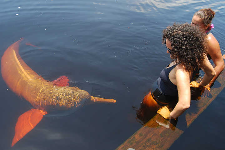Turista observa boto vermelho em Anavilhanas, no Amazonas