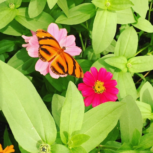 As borboletas nos Brookside Gardens