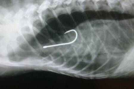 Radiografia mostra anzol alojado em corpo de jacaré