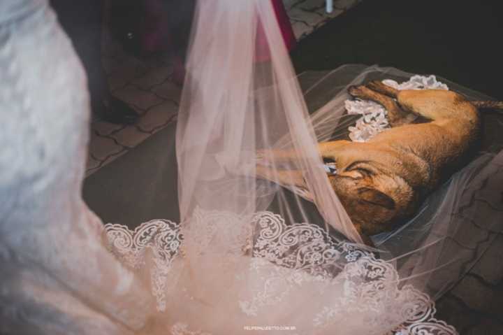 O vira-lata deitou no véu da noiva durante a cerimônia