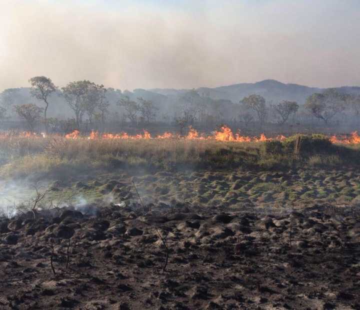 O incêndio já destruiu mais de 64 mil hectares do parque