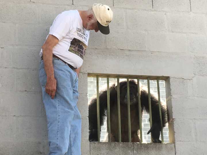 O santuário abriga cerca de 300 animais selvagens, entre eles 50 chimpanzés