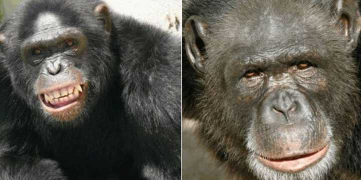 Os chimpanzés Martin e Mônica tem 12 e 10 anos respectivamente