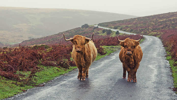 A paisagem bucólica do condado de Devon, onde fica o Dartmoor National Park