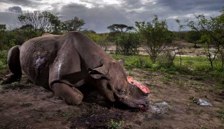 Se nada for feito para acabar com a caça e o contrabando de chifres, rinocerontes serão extintos