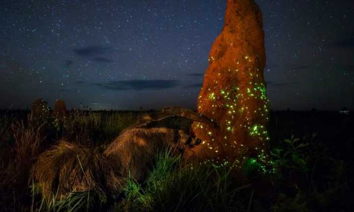 O Wildlife Photographer of the Year 2017 recebeu cerca de 50 mil fotografias, vindas de 92 países