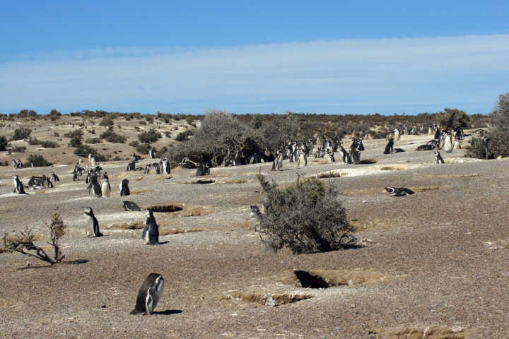 Por meio de trilhas bem definidas e acompanhados por guias, os visitantes podem chegar bem perto dos pinguins