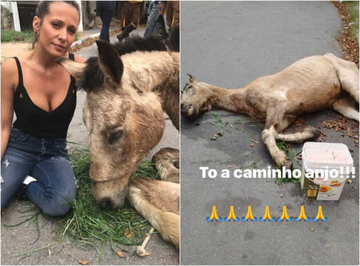 A protetora dos animais fez posts sobre o caso envolvendo o cavalo