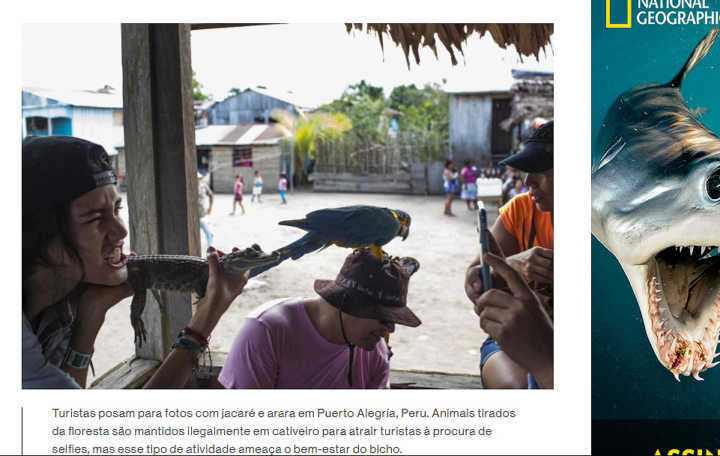 Turistas posam para fotos com jacaré e arara em Puerto Alegría, no Peru