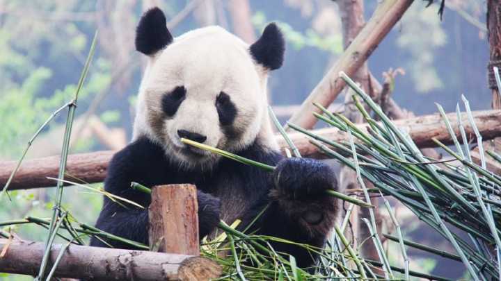 Em 2013, a área de habitat dos pandas era menor do que em 1988, quando foram declarados em extinção