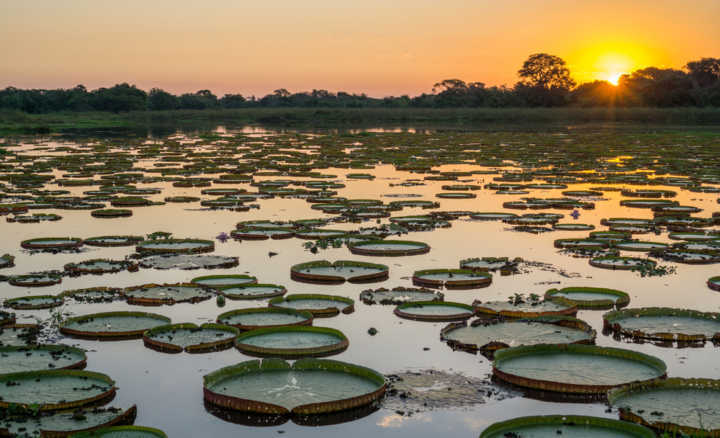 Considerado pela Unesco como Patrimônio Natural Mundial, a fauna e flora do Pantanal é exuberante e diversa