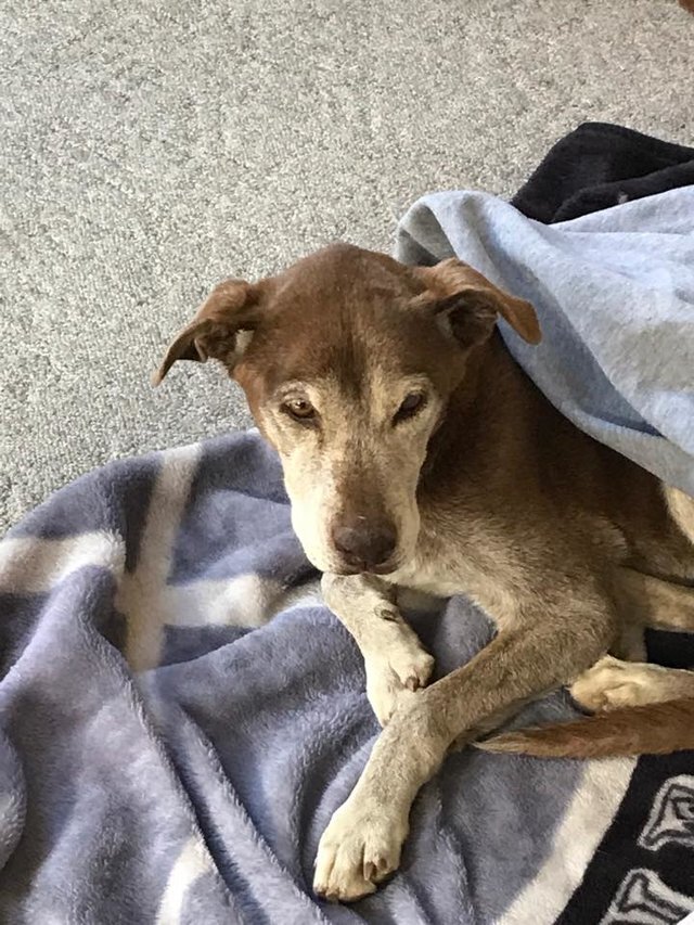 A cachorrinha foi encontrada no Colorado, Estados Unidos