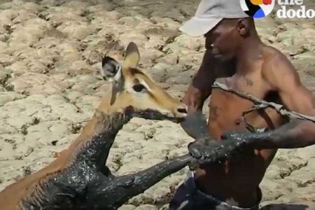 Salvamento de impala de poço de lama; foto: Reprodução YouTube