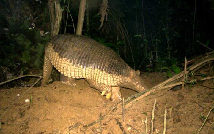 Até então, o que existiam eram apenas relatos orais sobre a passagem do animal pela região