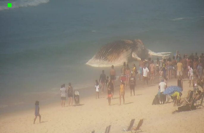 Baleia morre encalhada no Rio de Janeiro