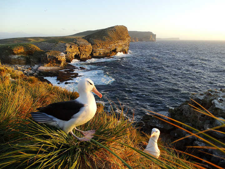 Albatroz-de-sobrancelha-negra e filhote Ilhas Malvinas (Falkland)