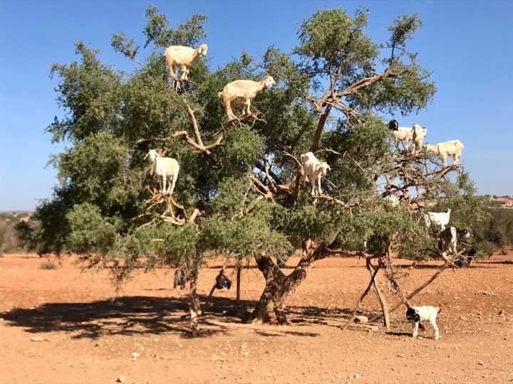 Pé de cabra no caminho para Essaouira