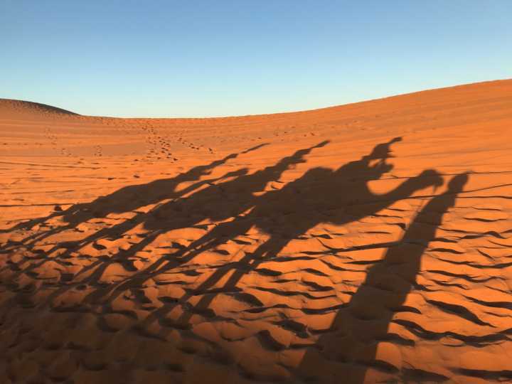 Dromedários no deserto do Saara