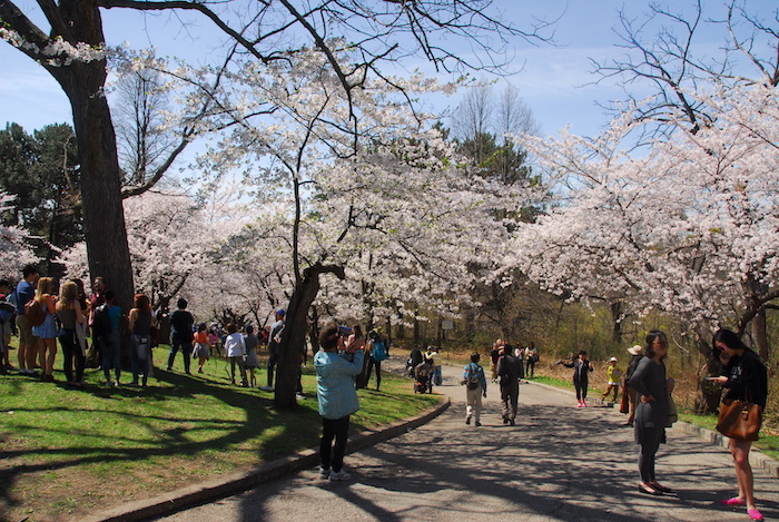 As cerejeiras atraem turistas ao High Park