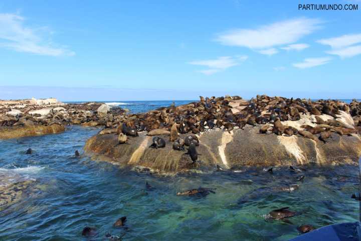 Ilha das focas em Cape Town