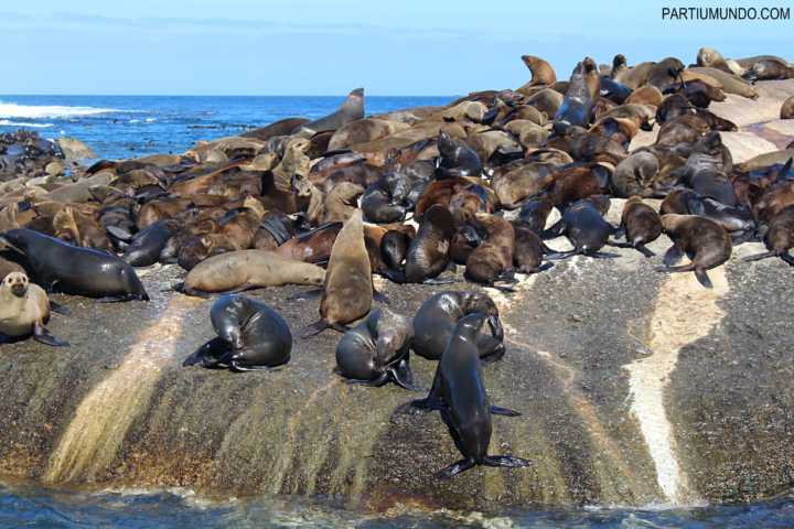 Ilha das focas em Cape Town