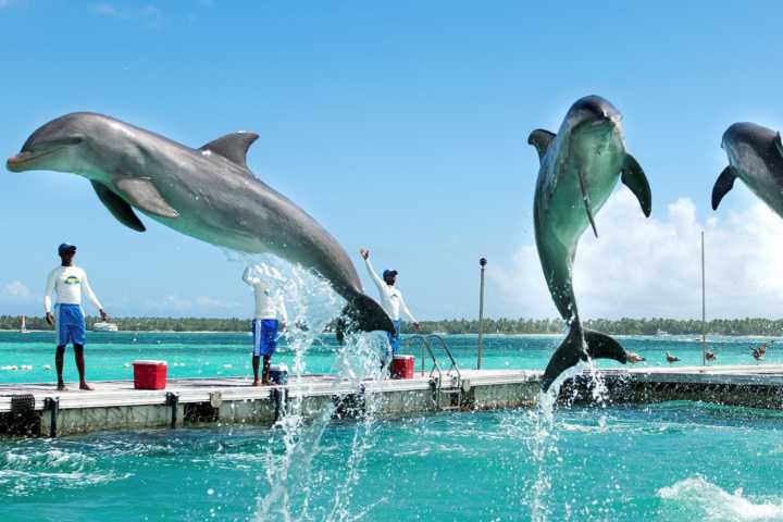 Nadar com golfinhos é uma experiência inesquecível