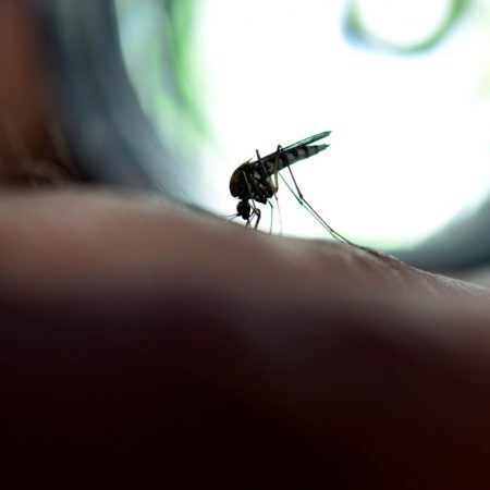 A transmissão da febre amarela acontece pela picada dos mosquitos em pessoas não vacinadas contra a doença