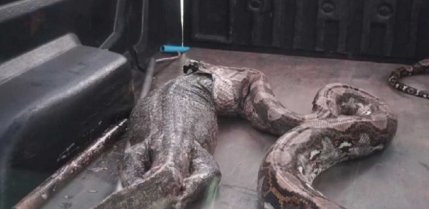 Cobra engole lagarto gigante