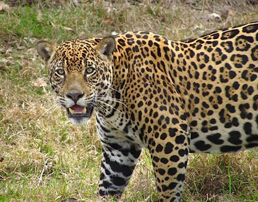 Safáris fotográficos levam turistas para observação de animais como a onça pintada