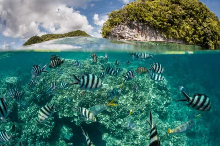 Palau, arquipélago localizado entre o Japão e a Austrália, criou a primeira promessa de conservação de ecossistema do mundo