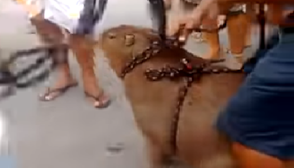 Vídeo mostra multidão atacando o animal