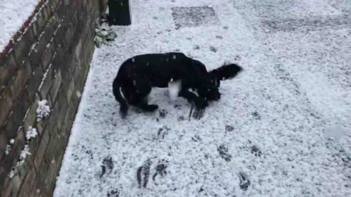 Cachorro ‘fofurínea’ na neve